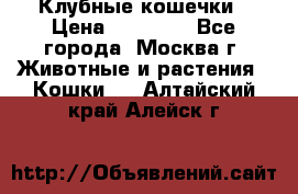 Клубные кошечки › Цена ­ 10 000 - Все города, Москва г. Животные и растения » Кошки   . Алтайский край,Алейск г.